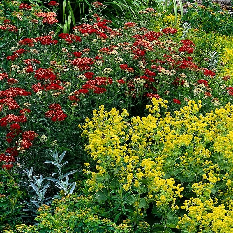 Achillea Paprika Flowering in a Border