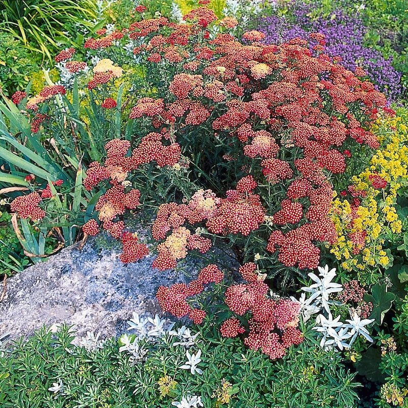 Achillea Paprika Flowering