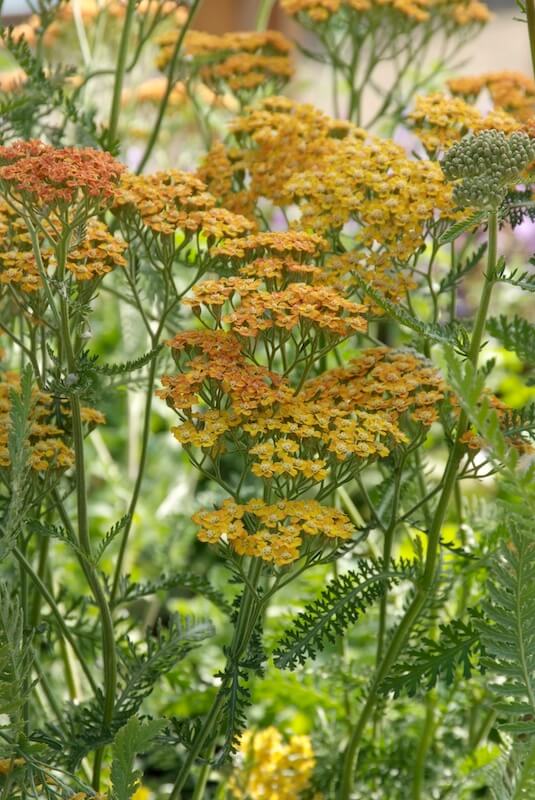 Achillea Terracotta Flowering