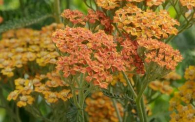 Achillea Terracotta