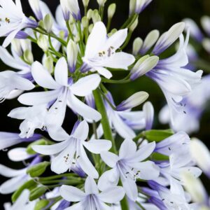 Agapanthus Twister