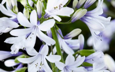Agapanthus Twister