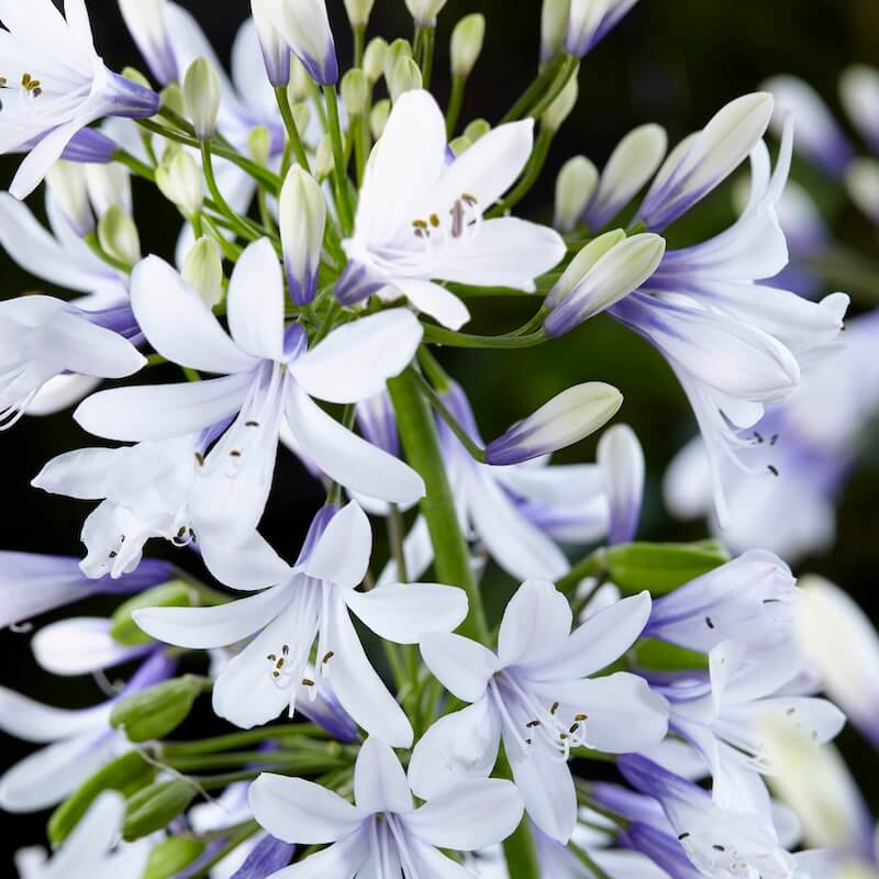 Agapanthus Twister Close up Flower Cropped Agapanthus Twister Close up Flower Cropped