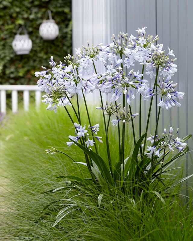 Agapanthus Twister Garden Agapanthus Twister Garden