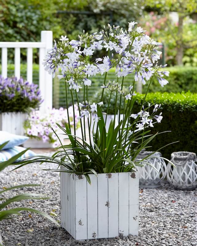 Agapanthus Twister Patio Agapanthus Twister Patio