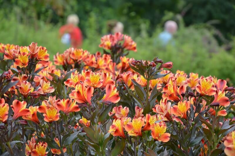Alstroemeria Indian Summer Flowering in a Border Alstroemeria Indian Summer Flowering in a Border