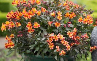 Alstroemeria Indian Summer