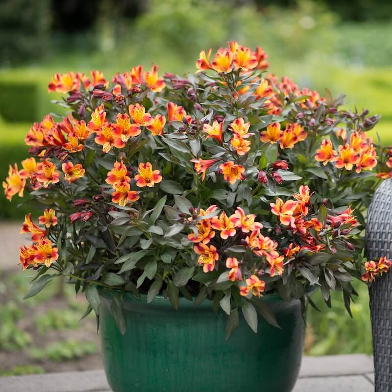 Alstroemeria Indian Summer Growing in a Pot Alstroemeria Indian Summer Growing in a Pot