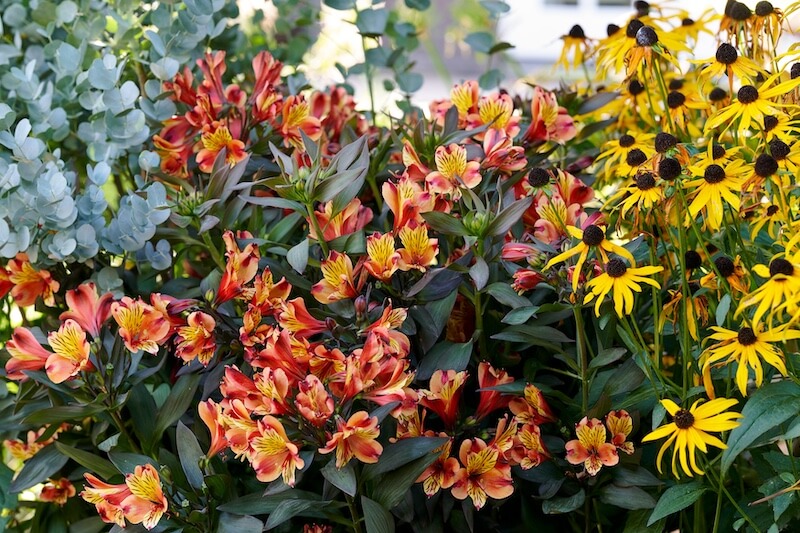 Alstroemeria Indian Summer in a Border Alstroemeria Indian Summer in a Border