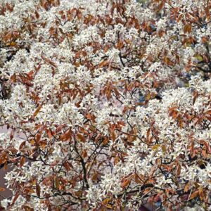 Amelanchier canadensis