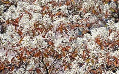 Amelanchier canadensis