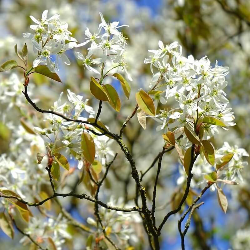 Amelanchier lamarckii Flowers in Spring Cropped Amelanchier lamarckii Flowers in Spring Cropped