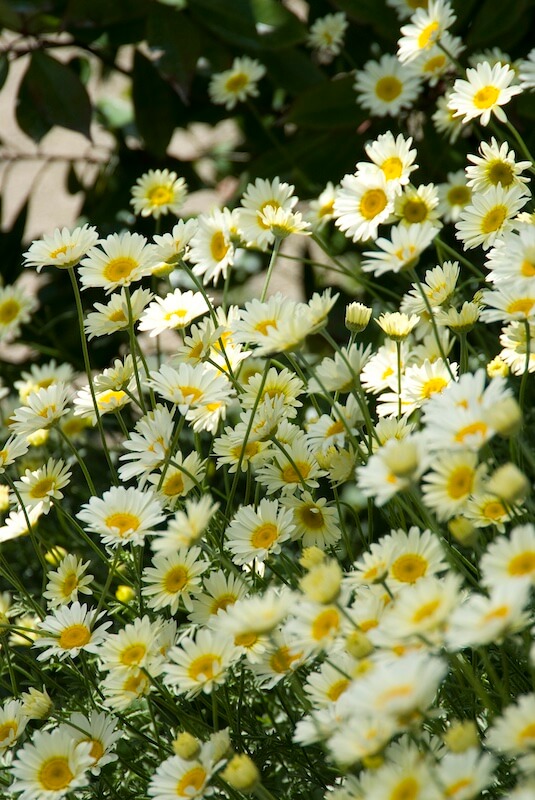 Anthemis Sauce Hollandaise Flowering