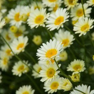 Anthemis Sauce Hollandaise