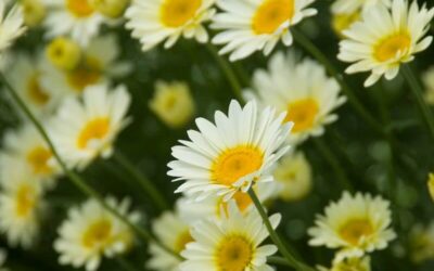 Anthemis Sauce Hollandaise