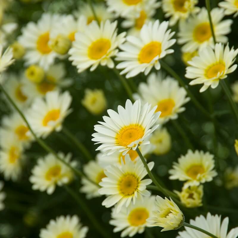 Anthemis Sauce Hollandaise Flowers Close Up