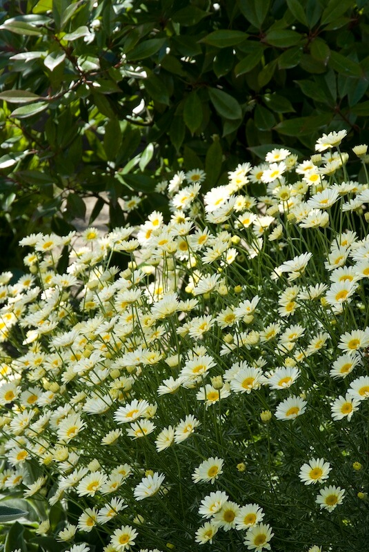 Anthemis Sauce Hollandaise Mass of Flowers