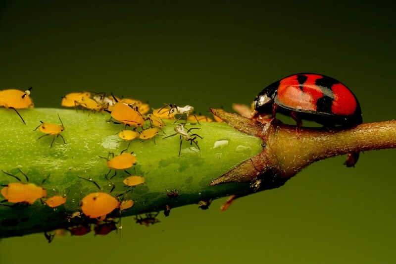 Aphids and a Ladybird Aphids and a Ladybird