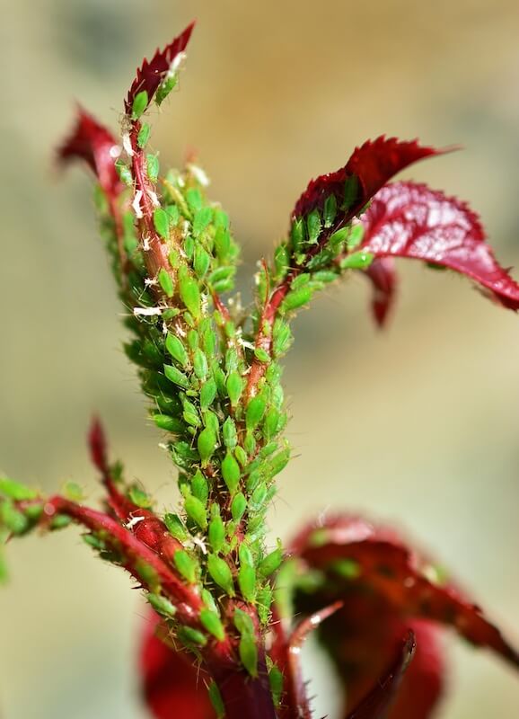 Aphids on a Rose Aphids on a Rose Organic Pest and Disease Control