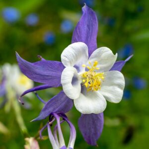 Aquilegia Blue Star