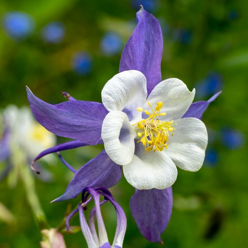Aquilegia Blue Star Flower Close Up Cropped