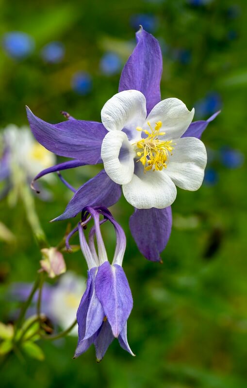 Aquilegia Blue Star Flower Close Up