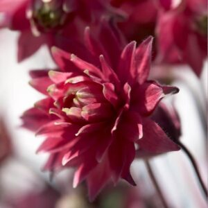 Aquilegia Clementine Red