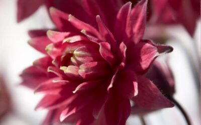 Aquilegia Clementine Red
