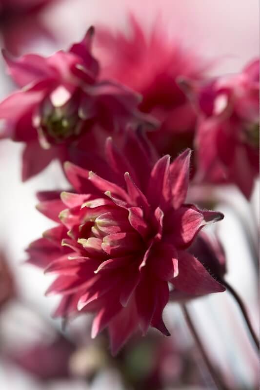 Aquilegia Clementine Red Flowers Close Up