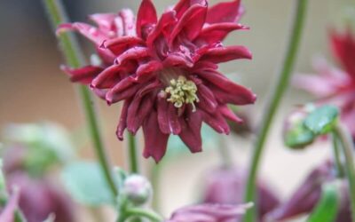Aquilegia Ruby Port