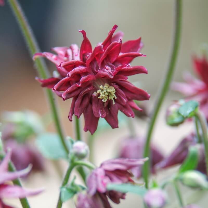 Aquilegia Ruby Port Flower Cropped