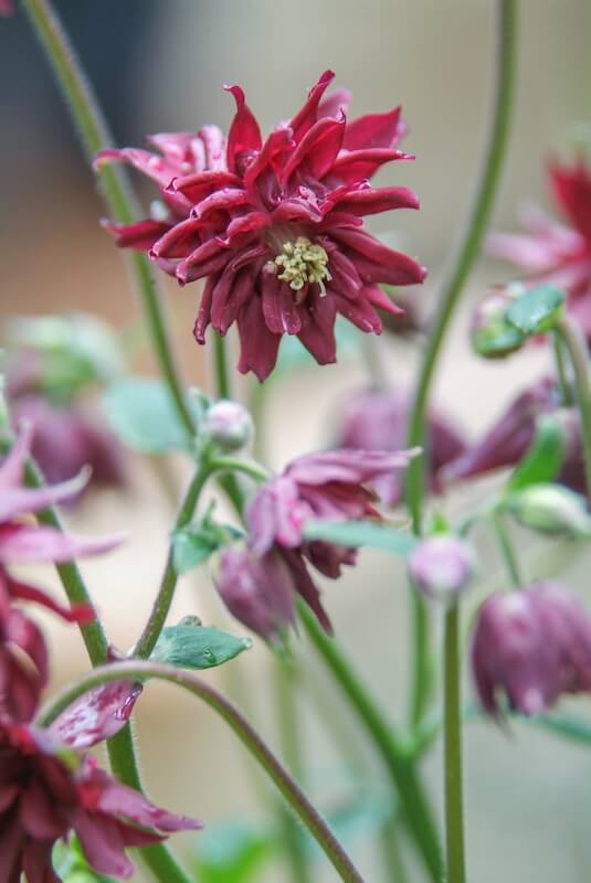 Aquilegia Ruby Port Flower