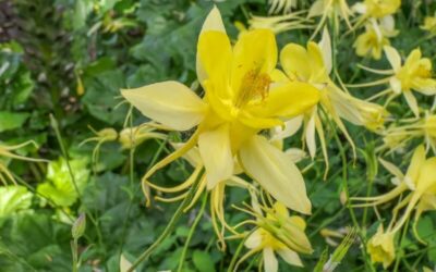 Aquilegia Yellow Queen