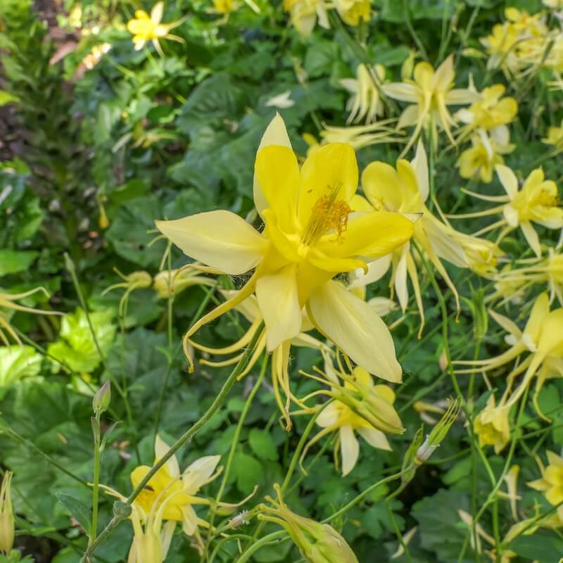 Aquilegia Yellow Queen Flower Close Up