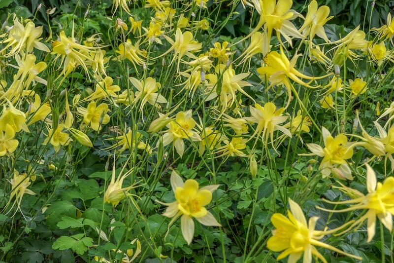 Aquilegia Yellow Queen Yellow Flowers