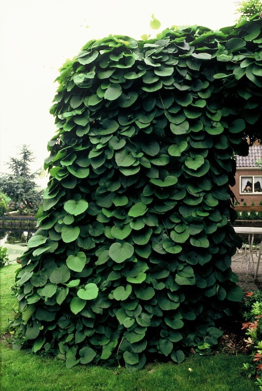 Aristolochia macrophylla Climbing Aristolochia macrophylla Climbing