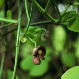 Aristolochia macrophylla