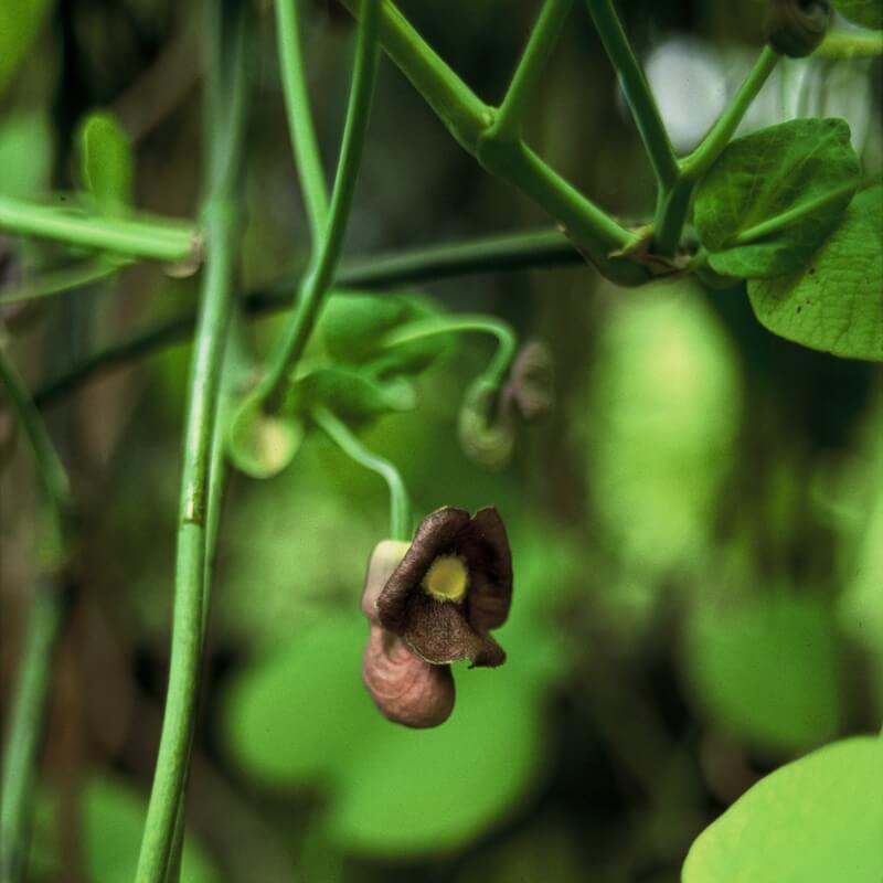 Aristolochia macrophylla Flower Close Up Aristolochia macrophylla Flower Close Up