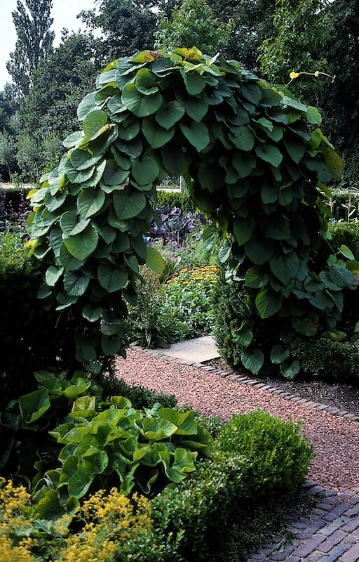 Aristolochia macrophylla Growing Over an Arch Aristolochia macrophylla Growing Over an Arch