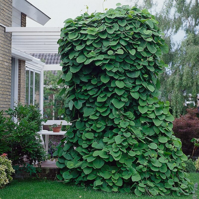 Aristolochia macrophylla Growing Up A Pergola Aristolochia macrophylla Growing Up A Pergola