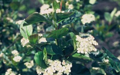 Aronia x prunifolia Aron