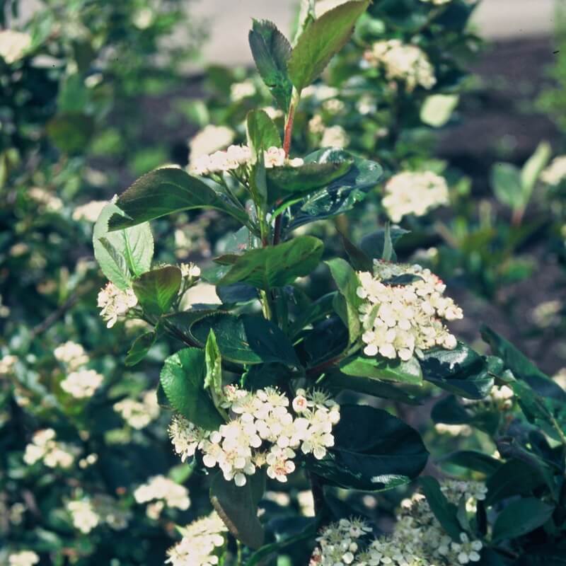 Aronia x prunifolia Aron Flowering Cropped