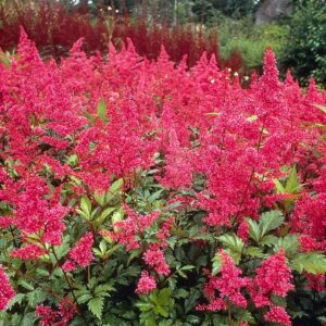 Astilbe Bonn