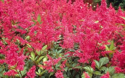Astilbe Bonn