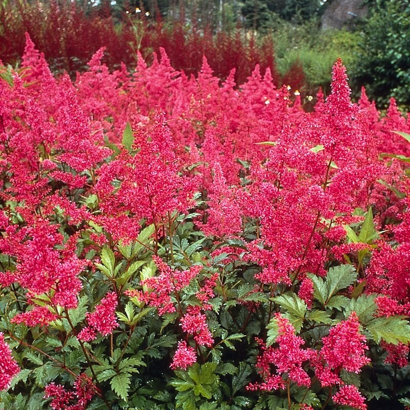 Astilbe Bonn Red