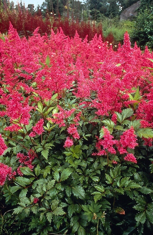 Astilbe Bonn Red
