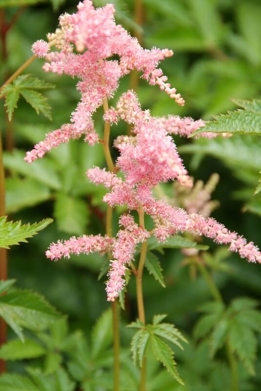 Astilbe Bressingham Beauty Flower Close Up Astilbe Bressingham Beauty Flower Close Up