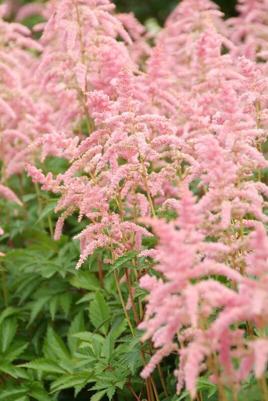 Astilbe Bressingham Beauty Flowering Astilbe Bressingham Beauty Flowering