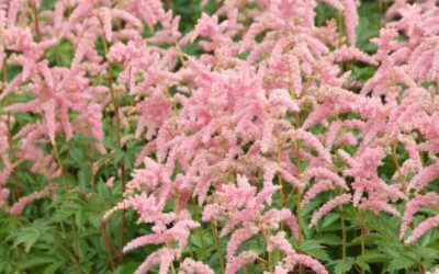 Astilbe Bressingham Beauty
