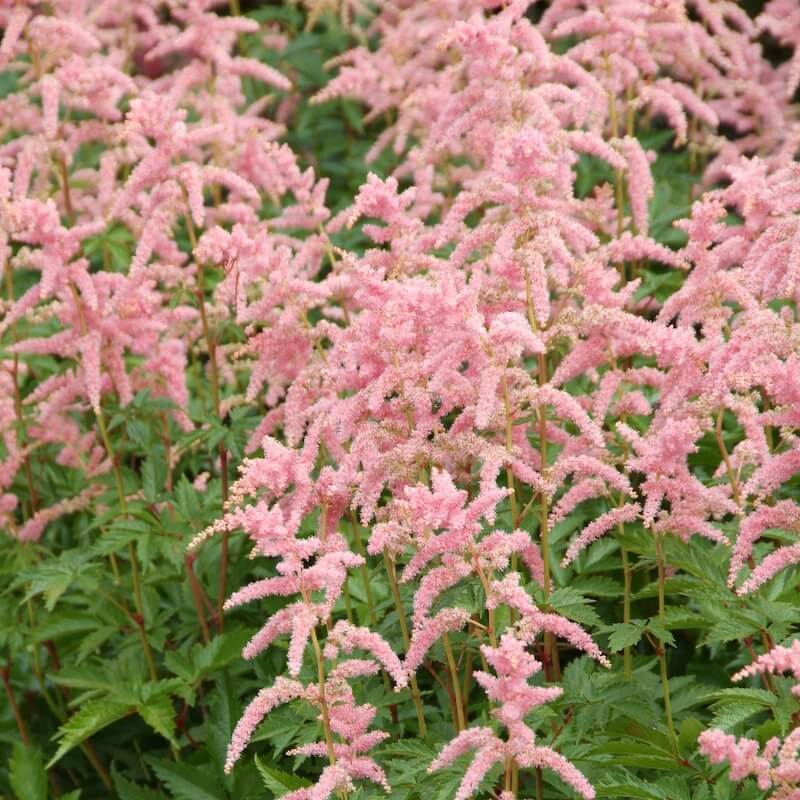 Astilbe Bressingham Beauty Flowers Cropped Astilbe Bressingham Beauty Flowers Cropped